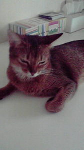 loulou