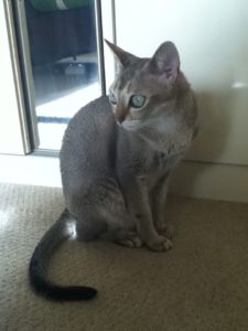 coco