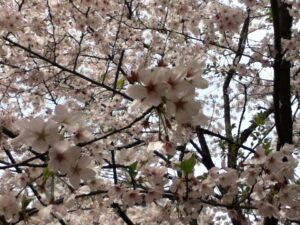 桜