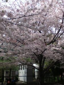 桜